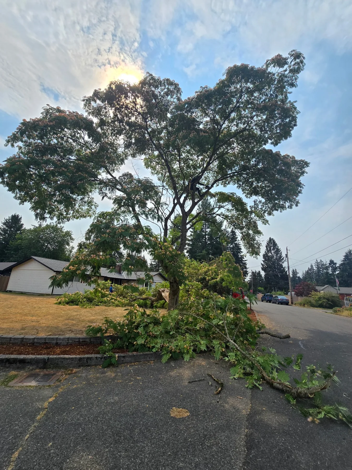 Tree Services project by United Landscaping