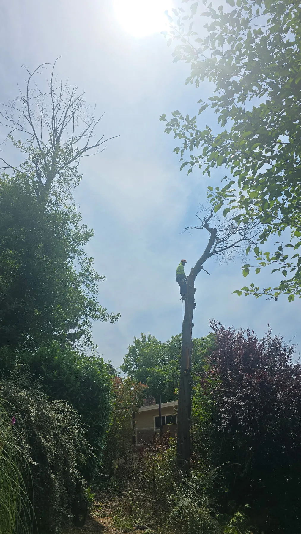 Tree Services project photo