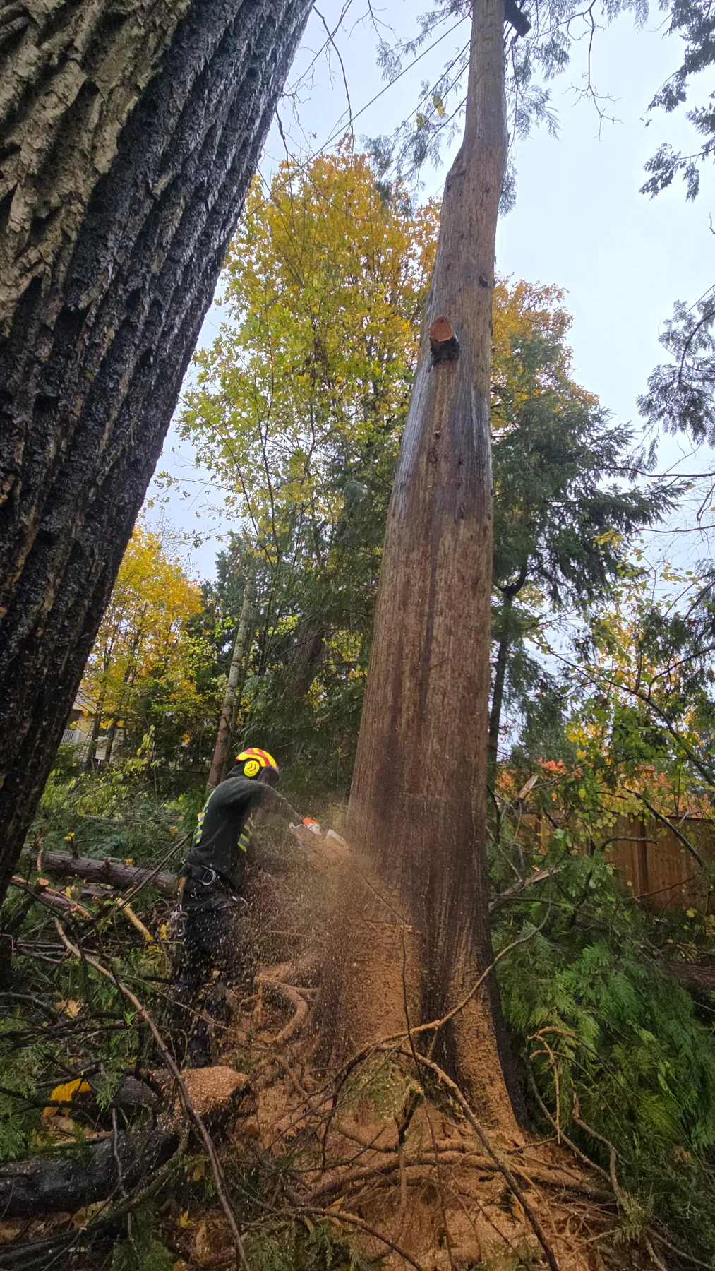 Tree Services project photo